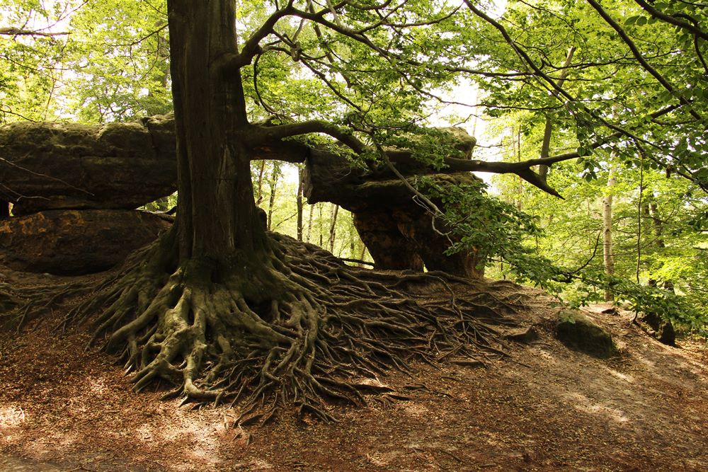alter Baum mit großen Wurzeln